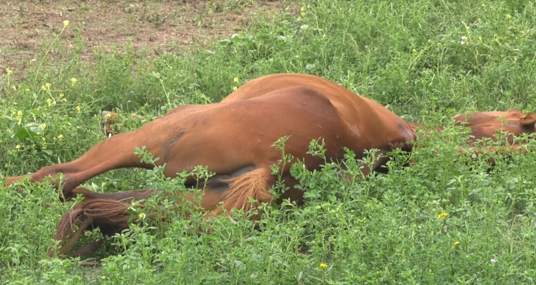 caballo